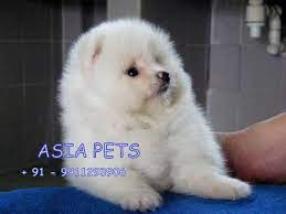 Pomeranian Puppy Price In Gurgaon Pomeranian Puppy For Sale In Gurgaon Pomeranian Puppy For Sale Pomeranian Puppy Toy Pomeranian Puppies
