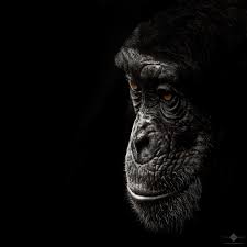 Animals In Black White Mostly Photos By Christian Meermann Animals Black And White Animals Animal Photography