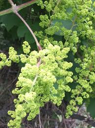 Image result for Vitaceae