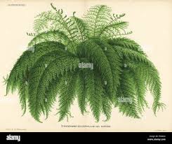 Image result for Pityrogramma