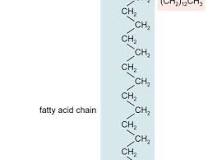Glycolipid | Definition, Examples, & Facts | Britannica
