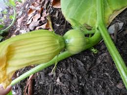 We did not find results for: Acorn Squash Life In Our Little La Garden