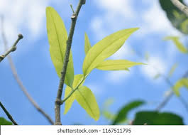 Image result for Opiliaceae