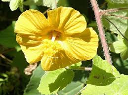 Image result for Abutilon mauritianum