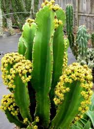 Molded by dry desert climates, they don't require much water or care and can survive extreme weather conditions. Euphorbia Ingens Cowboy Cactus Seeds