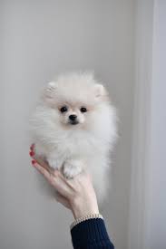 Merveilleuse Femelle Creme Spitz Nain Pomeranien Disponible Prochainement Spitzpomeranian Com 33647023125 Whatsa Chiot Pomeranien Chien Nain Chien Spitz Nain