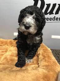 Merle Bernedoodle Teddy Bear Goldendoodle Goldendoodle Bernedoodle