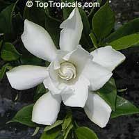 Jasminoides) are propagated on their own roots. Gardenia Radicans Dwarf Gardenia Plants Gardenia