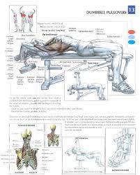 Join my patreon and the livestream sessions where you can ask me any questions live!www.patreon.com/pietroboselliin this short video i will show 7 different. 14 Training Anatomy Chest Ideas Chest Workouts Anatomy Bodybuilding Workouts