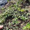 Dandelion is one of the healthiest and most versatile vegetables on the planet. Https Encrypted Tbn0 Gstatic Com Images Q Tbn And9gctsfl1buh2b5ldtutc0iorm4f1fcfpkeiqaqxmbgqo54sz6g2 Z Usqp Cau