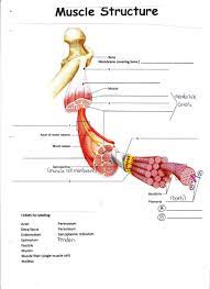 For reading ease, the designation of m., prior to muscles names, has been. 3 Les Muscles