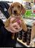 Short Haired Dachshund Miniature