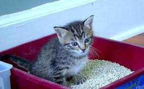 In more extreme circumstances it can also result. What Does It Mean When A Kitten Is Eating Litter