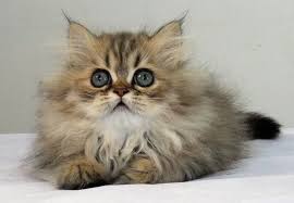 Oh The Cuteness Come Home With Me Persische Katzchen Persische Katze Niedliche Katzchen