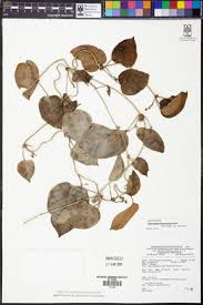 Image result for Cynanchum mulanjense