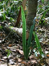 Image result for Vittaria