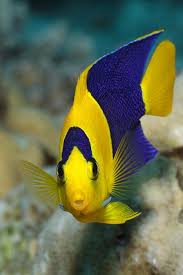 Black And Yellow Fish From Nemo Fish Yellow Animales Acuaticos Peces De Agua Salada Pescado Marino