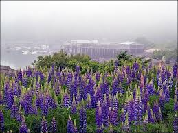 Located in kennebunk, maine, offmill is a unique wedding florist. Wild Lupines In Maine Maine Flowers Maine Travel Maine