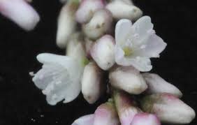 Image result for Persicaria decipiens