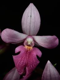 Image result for Calanthe sylvatica