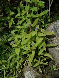 Image result for Cyanotis foecunda