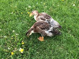 We did not find results for: 6 7 Week Old Silver Appleyard Ducks What Sex Backyard Chickens Learn How To Raise Chickens