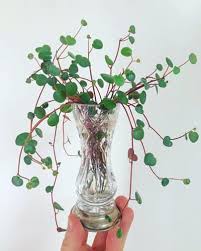 Place in a warm place. Peperomia Ruby Cascade 1 Critical Growing Secret