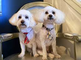 We did not find results for: Salon Dog 79 Photos 147 Reviews Pet Groomers 2542 W Fullerton Ave Chicago Il Phone Number