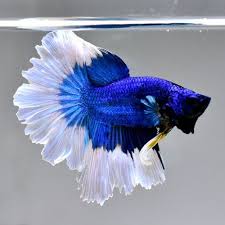 Live Betta Fish Male 034 Royal Blue Butterfly Rose Tails Nv7 034 From Thailand Everythingaboutbettafish Betta Fish Betta Aquarium Betta