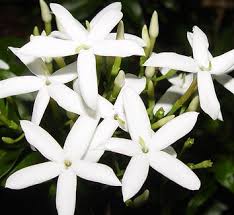 Image result for Jasminum schimperi