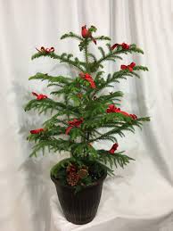 Native to norfolk island in the southern pacific ocean, east of australia. Norfolk Island Pine Floral Acres Florist