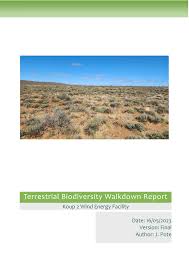 Image result for Tragus koelerioides