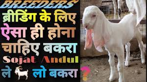 Get latest info on sojat goat, rajasthani sojat, suppliers, manufacturers, wholesalers, traders, wholesale suppliers with sojat goat prices for buying. Sojat Goat Rajasthani Sojat Wholesaler Wholesale Dealers In India