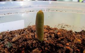 We did not find results for: No Seedling Leaves