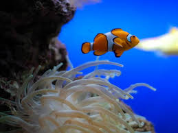 La protezione del pesce pagliaccio sta nella sua pelle: Pesce Pagliaccio Curiosita E Fatti Poco Noti Sul Pesce Nemo