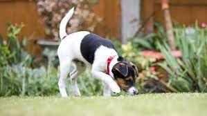 Maybe you would like to learn more about one of these? How To Stop A Dog Digging Purina