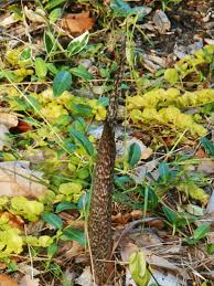 Image result for Sauromatum venosum