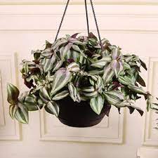 Maybe you would like to learn more about one of these? Exotic Angel Costa Farms