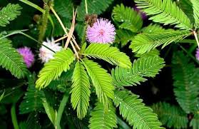 Maybe you would like to learn more about one of these? Pengertian Gejala Alam Biotik Dan Abiotik Peralatan Untuk Mengamatinya Ilmupelajaran Com