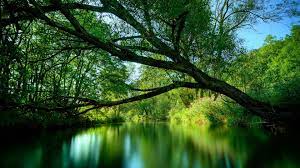 Nature Green Wallpaper For Desktop Best Wallpaper Hd Wallpapers Natureza Natureza Verde Ideias De Paisagismo