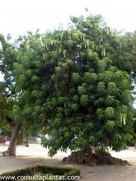 Image result for Phytolacca dioica