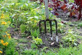 Wir wissen weder, wie viele es unter jeder pflanze sind, noch wissen wir, welche größe sie bereits erreicht haben. Kartoffeln Ernten Kartoffelernte Wann Sind Sie Reif Gartendialog De