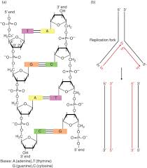 نتیجه جستجوی لغت [strand] در گوگل