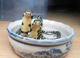 Member Blog Cute Baby Snakes Baby Snakes King Cobra Snake Baby Reptile