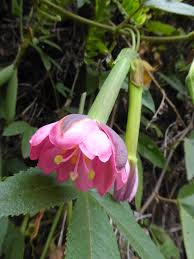 Image result for Passiflora mollissima