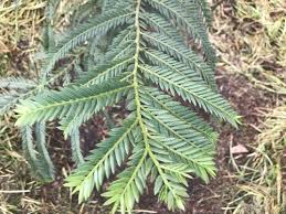 Image result for Podocarpaceae