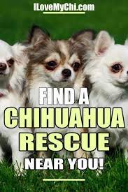 We offer free shipping and 30 days money back guarantee on all are you searching for a healthy teacup chihuahua for adoption? Ii Love My Chi All About Chihuahua Dogs