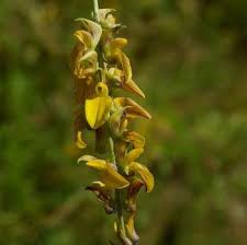 Image result for Crotalaria oocarpa