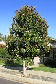 Little gem magnolia tree in winter. Magnolia Grandiflora Little Gem Compact And Evergreen White Saucer Shaped Flowers From An Ear Magnolia Tree Landscaping Magnolia Trees Magnolia Grandiflora
