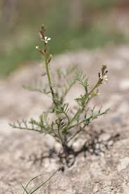 Image result for Carrichtera annua